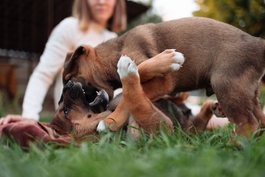 BULLMASTIFF PUPPIES AND DOGS