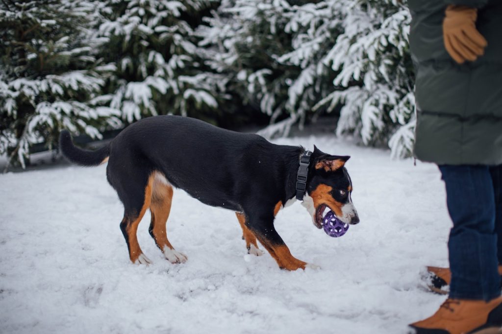 mountain dog