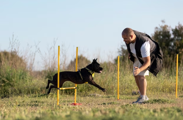 best dog obedience training