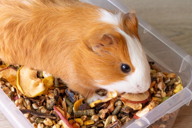 Hamster Food Guide: What to Feed Your Tiny Friend for a Healthy Life?