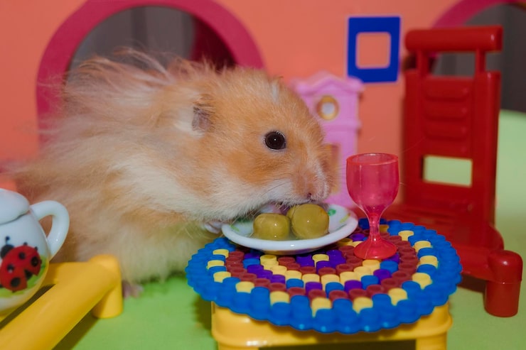 hamster food