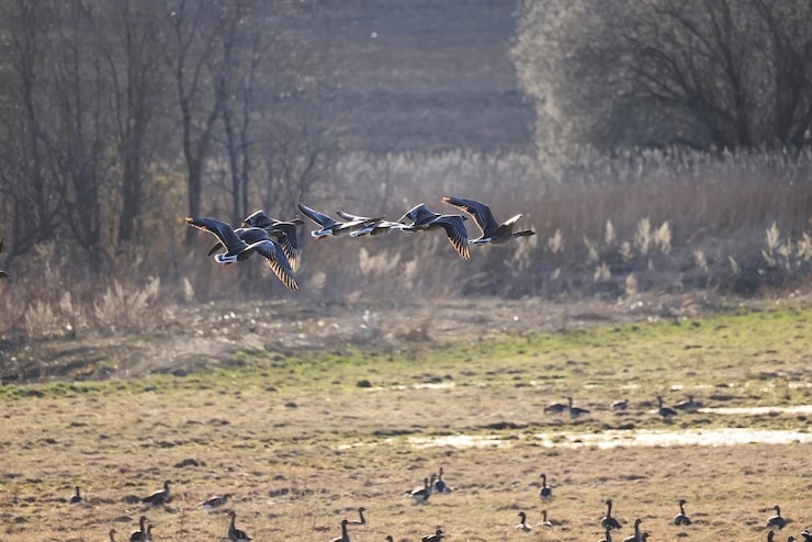 Season-Ready Hunting Services: Ducks, Geese, and Conservation Goose Opportunities